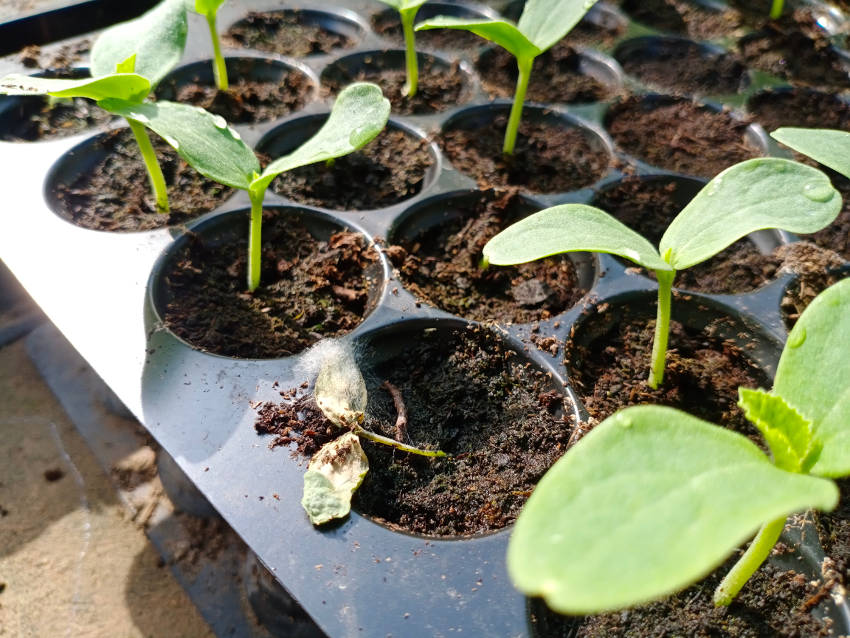 Damping off Seedlings 1